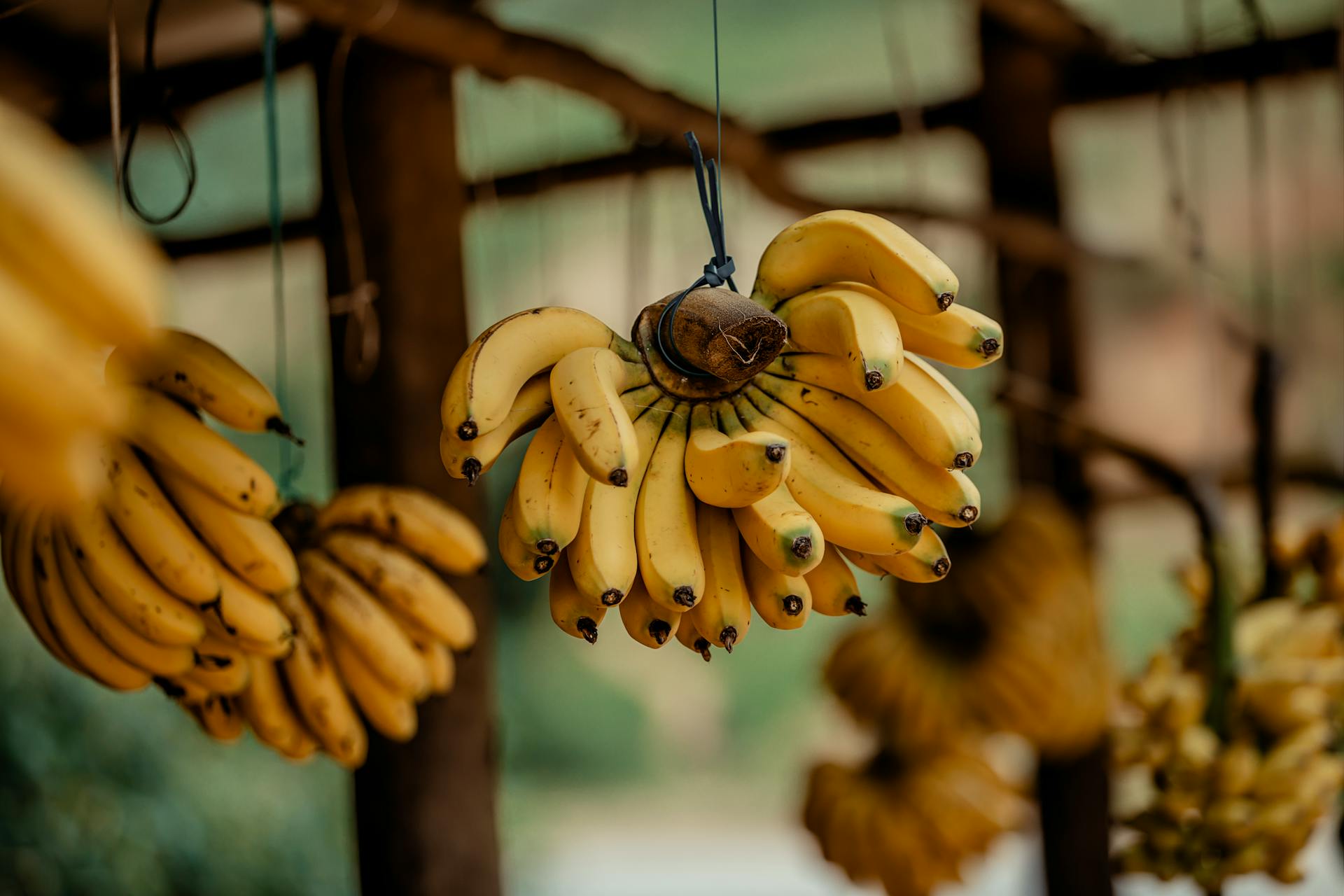 1769954955672574.jpg 香蕉.jpg